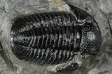 Prone Gerastos Trilobite Fossil - Morocco #311230-1